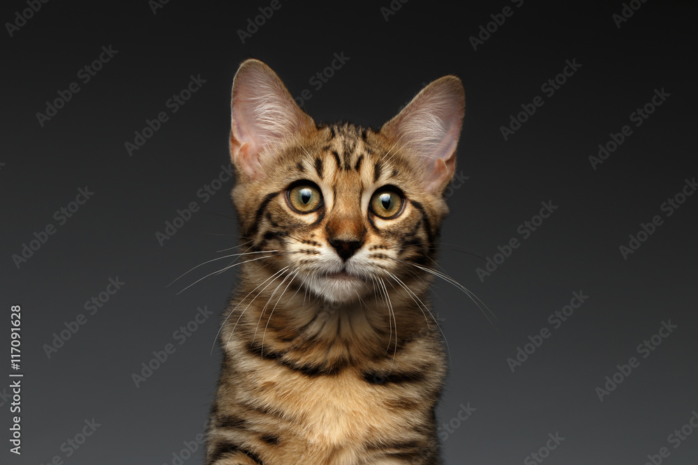 Closeup Portrait of Bengal male Kitty on Dark Background, Front view