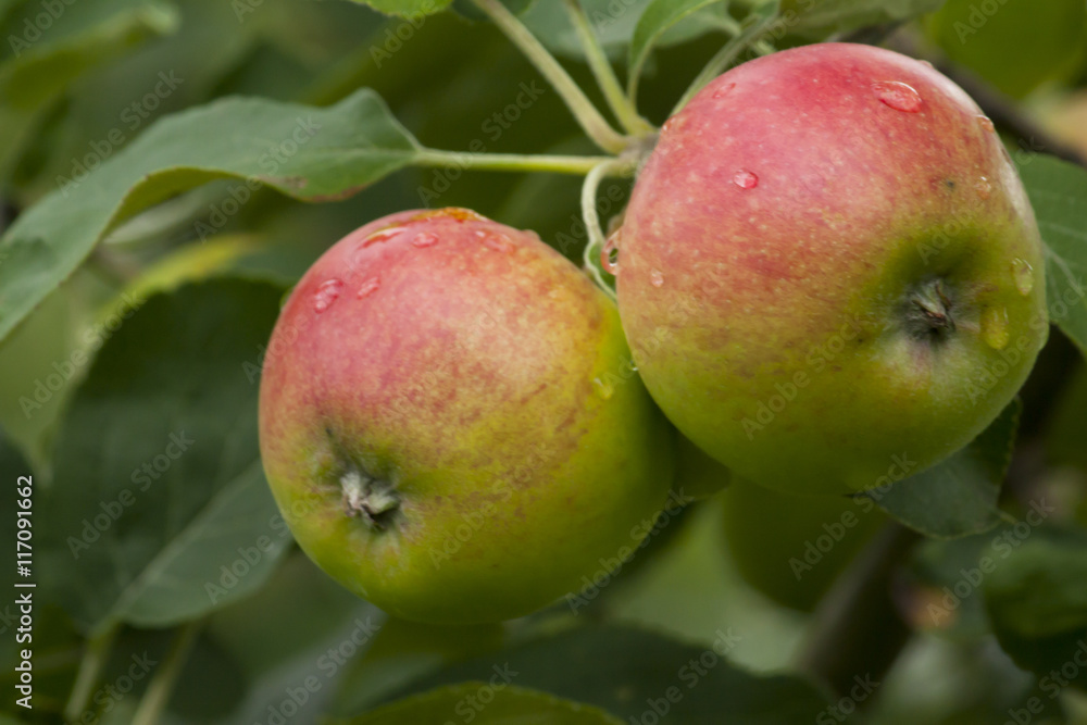 Apples hanging on a tree after the rain Apples hanging on a tree after the rain