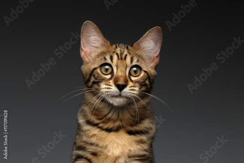 Fototapeta Naklejka Na Ścianę i Meble -  Closeup Portrait of Bengal male Kitty on Dark Background, Front view