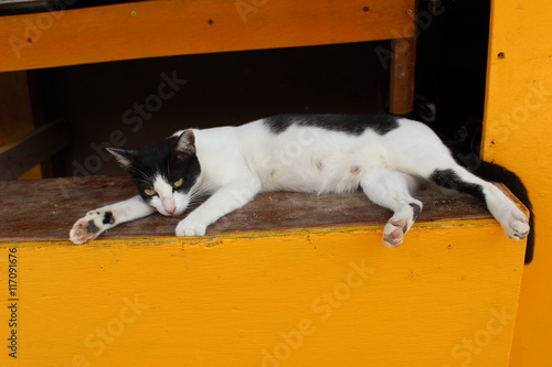 street cat on Phi Phi Island, Krabi Province, Thailand, Asia photo