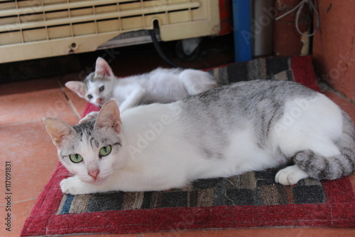 street cat on Phi Phi Island, Krabi Province, Thailand, Asia photo