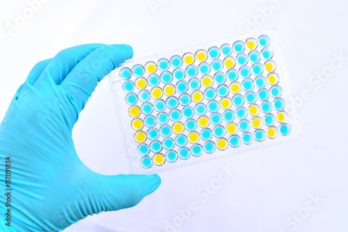 Photos Enzyme-linked immunosorbent assay (ELISA) plate