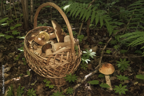 Basket with mushrooms. Boletus in the forest