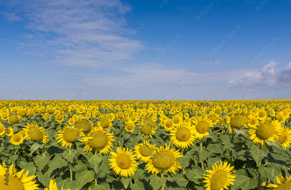 Fototapeta premium field of blooming sunflowers on a background sunset