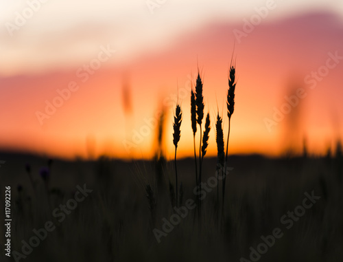 Grain heads of wheat plant silhouetted against sunset photo