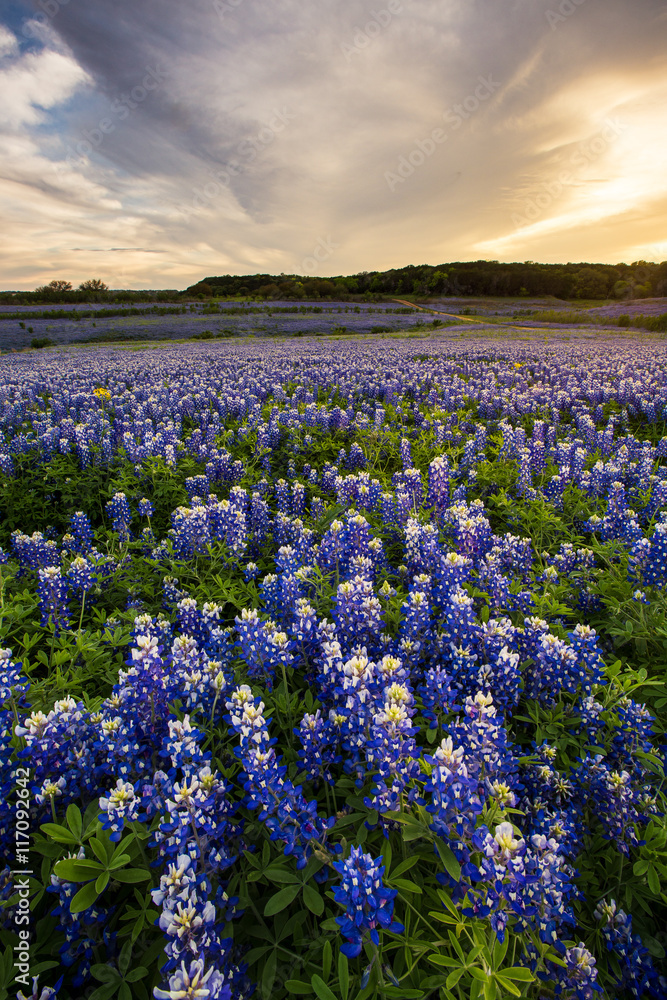 Beautiful Bluebonnets field at sunset near Austin, Texas.
