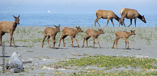 A parade of young Roosevelt Elk (Cervus canadensis roosevelti) calves walk with their herd near the Pacific ocean in Redwoods National and State Park in northern California