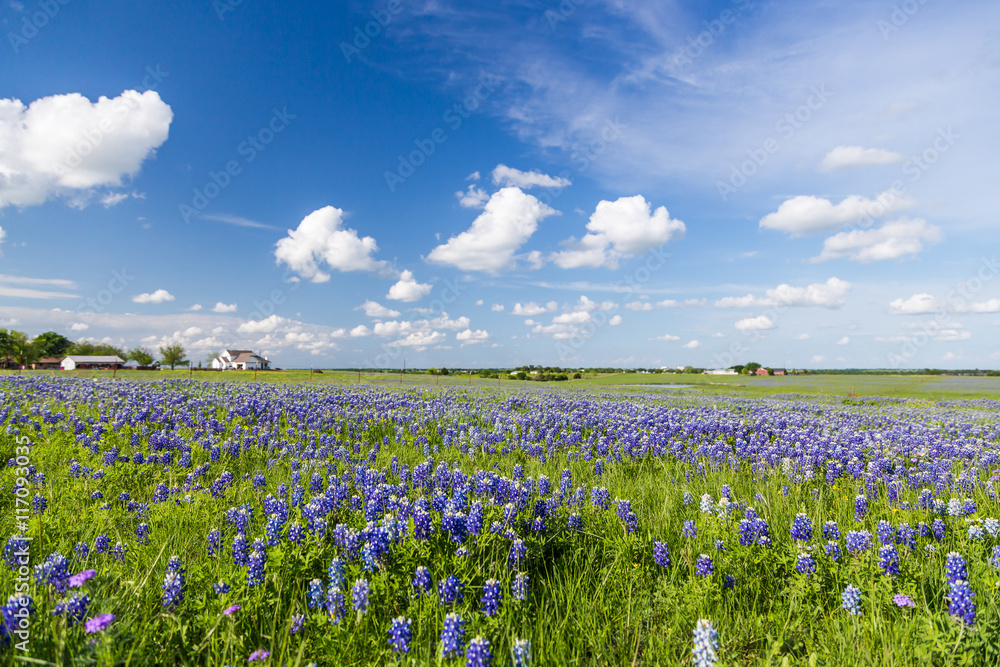 Bluebonnet field and blue sky in Ennis, Texas