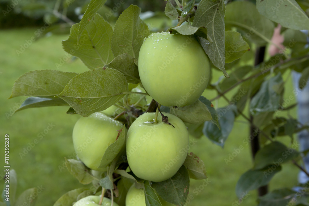 Apples hanging on a tree after the rain Apples hanging on a tree after the rain