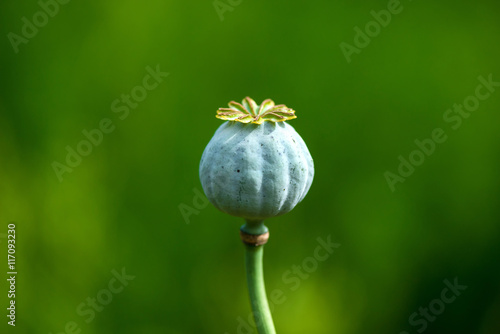 Poppy seed heads