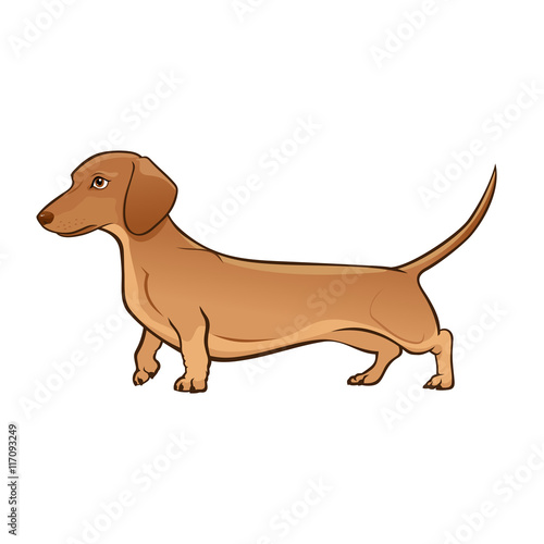 Light  Brown Dachshund Dog. Dog vector illustration. Dachshund on a white background