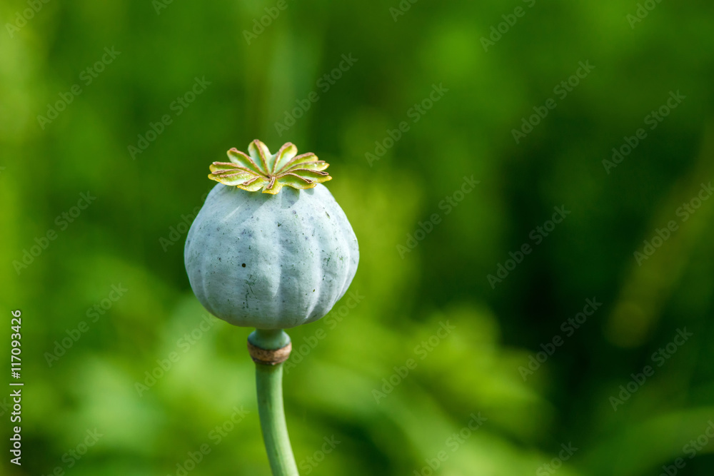 Naklejka premium Poppy seed heads