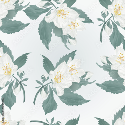 Seamless texture twig jasmine flower and buds spring flower  vector illustration