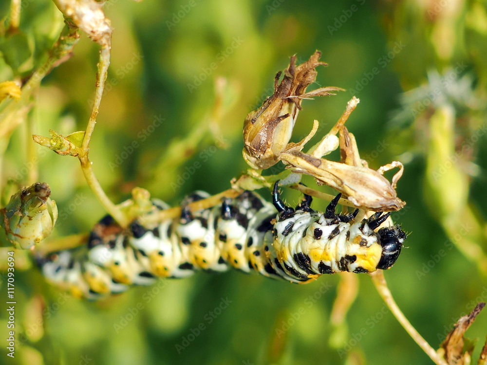 Beautiful Yellow, Black and White Caterpillar on a Stem. Macro image Beautiful Yellow, Black and White Caterpillar on a Stem. Macro image