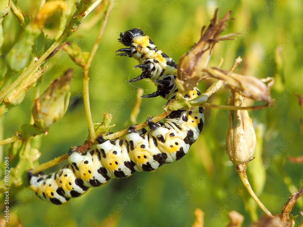 Rearing Up Spotty Caterpillar on a Stem. Macro image Rearing Up Spotty Caterpillar on a Stem. Macro image