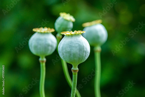 Fototapeta Naklejka Na Ścianę i Meble -  Poppy seed heads