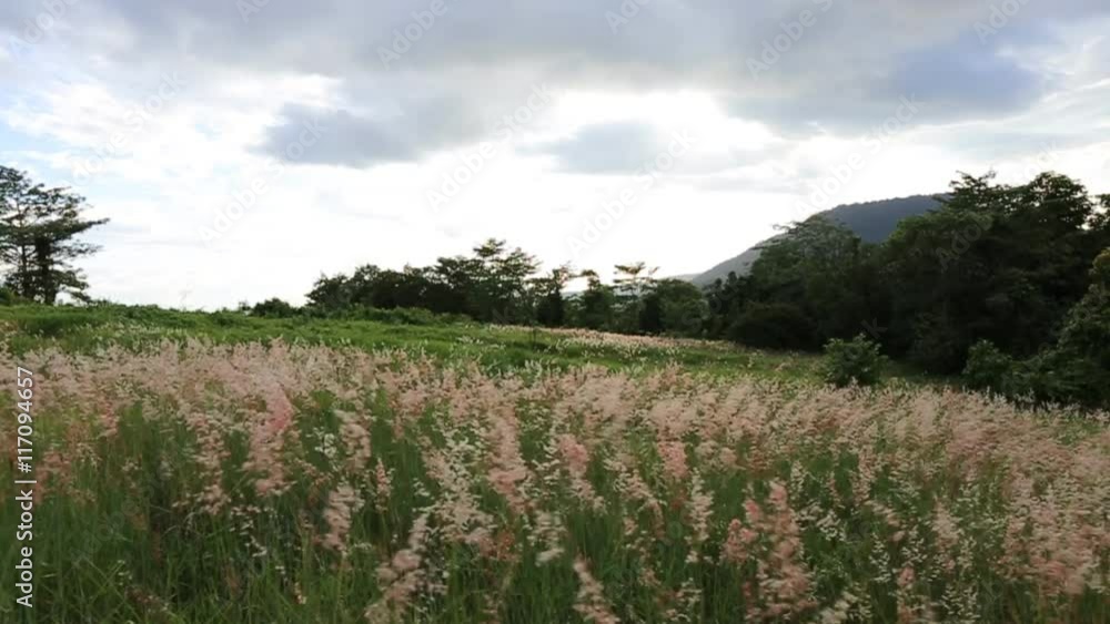 Grass swaying in the wind Grass swaying in the wind