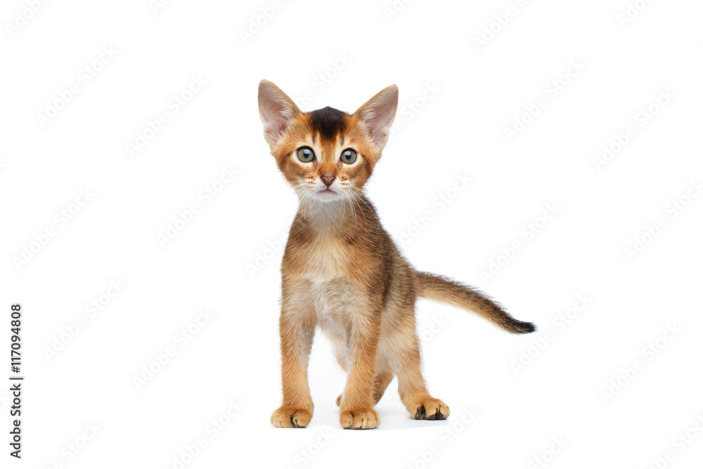Liitle Abyssinian Kitty on Isolated White Background, Front view, Baby Animal