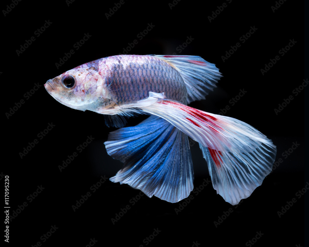 Obraz premium Betta fish.