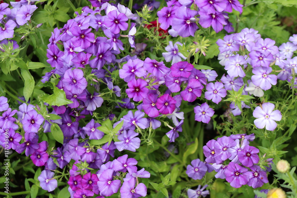 Phlox - beautiful blooming herbaceous plants polemoniaceae Phlox - beautiful blooming herbaceous plants polemoniaceae