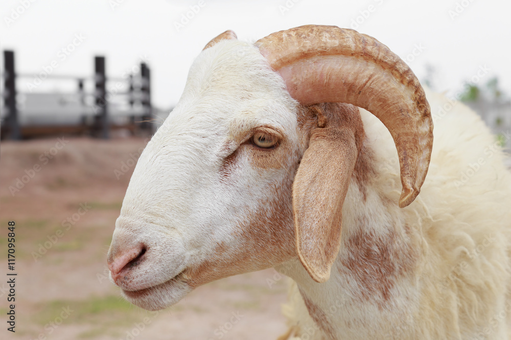 Closeup face of male sheep with big horn Closeup face of male sheep with big horn