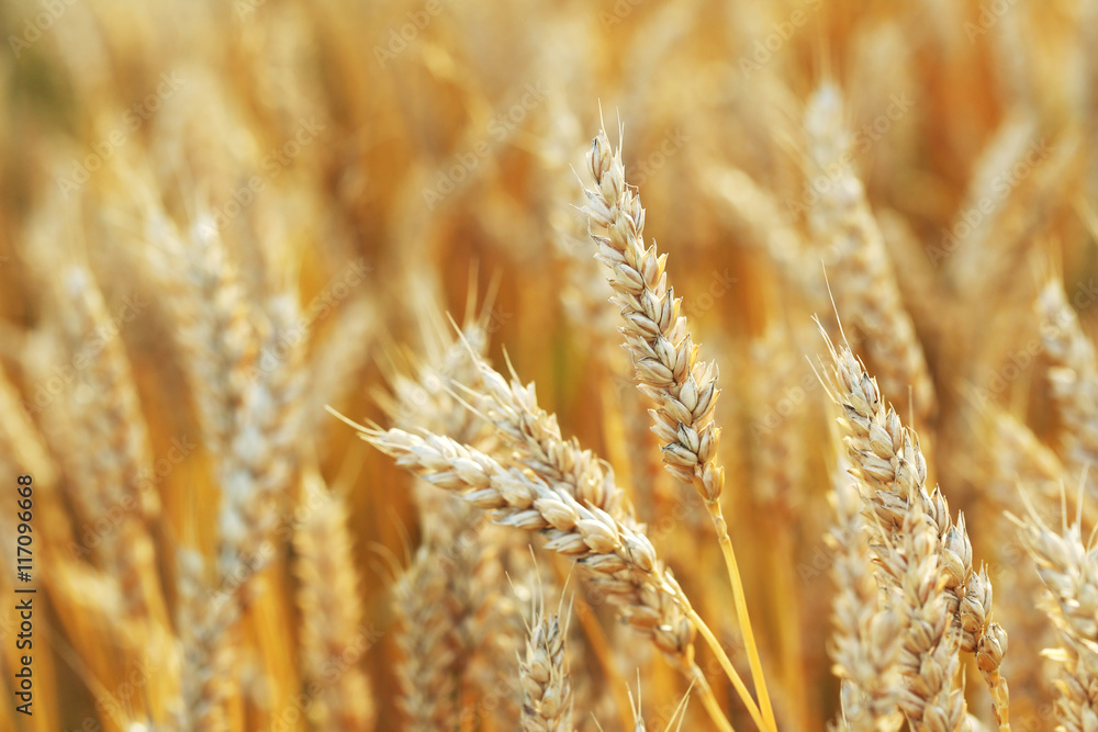 Fototapeta premium Ripe golden wheat field on outdoors