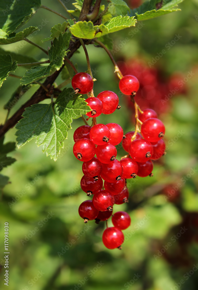 Ripe red currant berries branch Ripe red currant berries branch