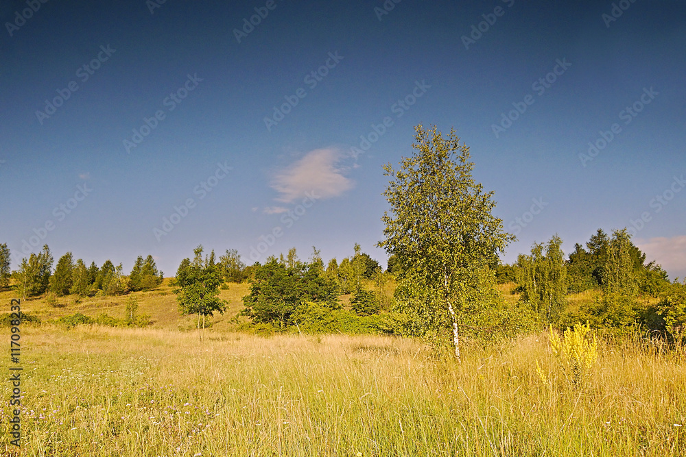 Obraz premium morning meadow at sunrise with birch tree in the foreground near the town Kadan in Czech republic