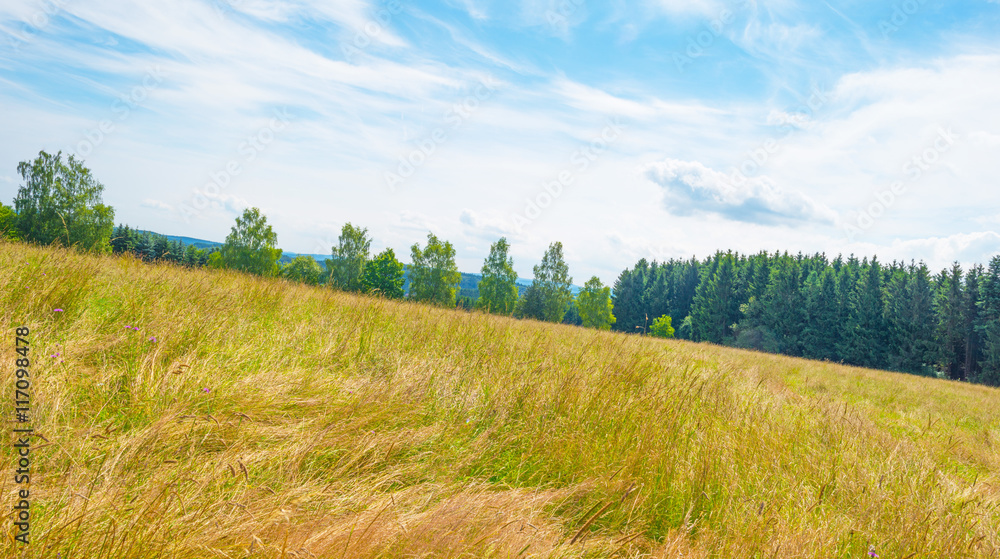 Obraz premium Hills of the Eifel National Park in summer