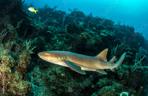 Nurse shark