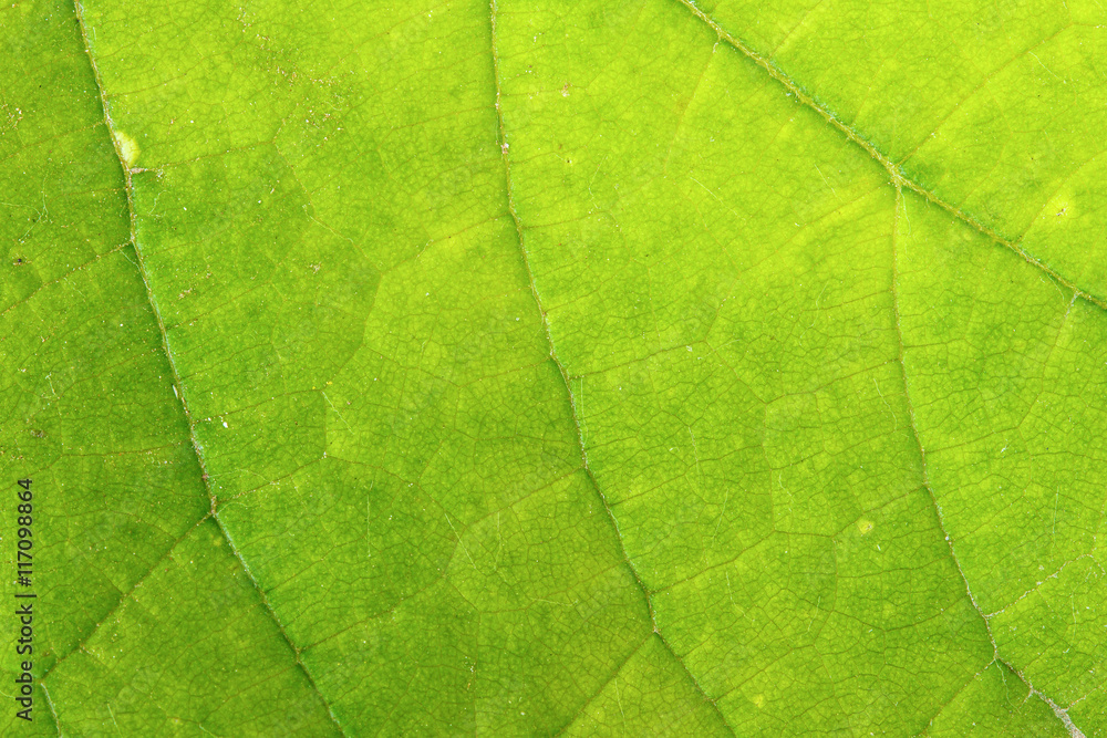 grape leaf. macro background grape leaf. macro background