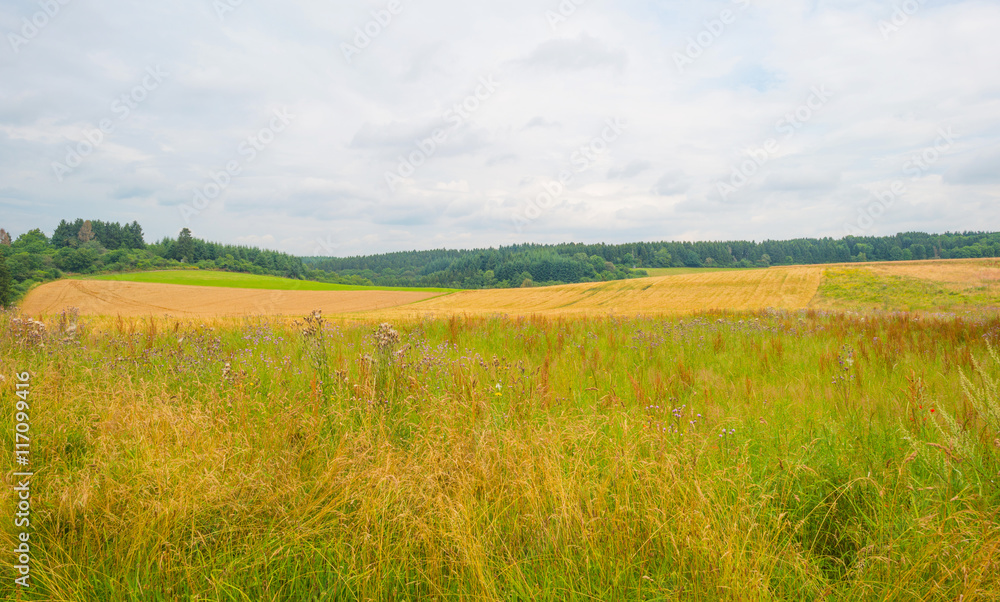 Obraz premium Hills of the Eifel National Park in summer