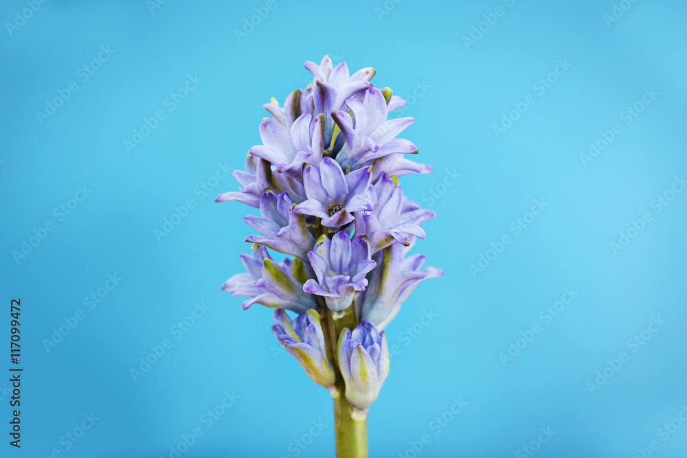 Obraz premium Blue hyacinth on blue background