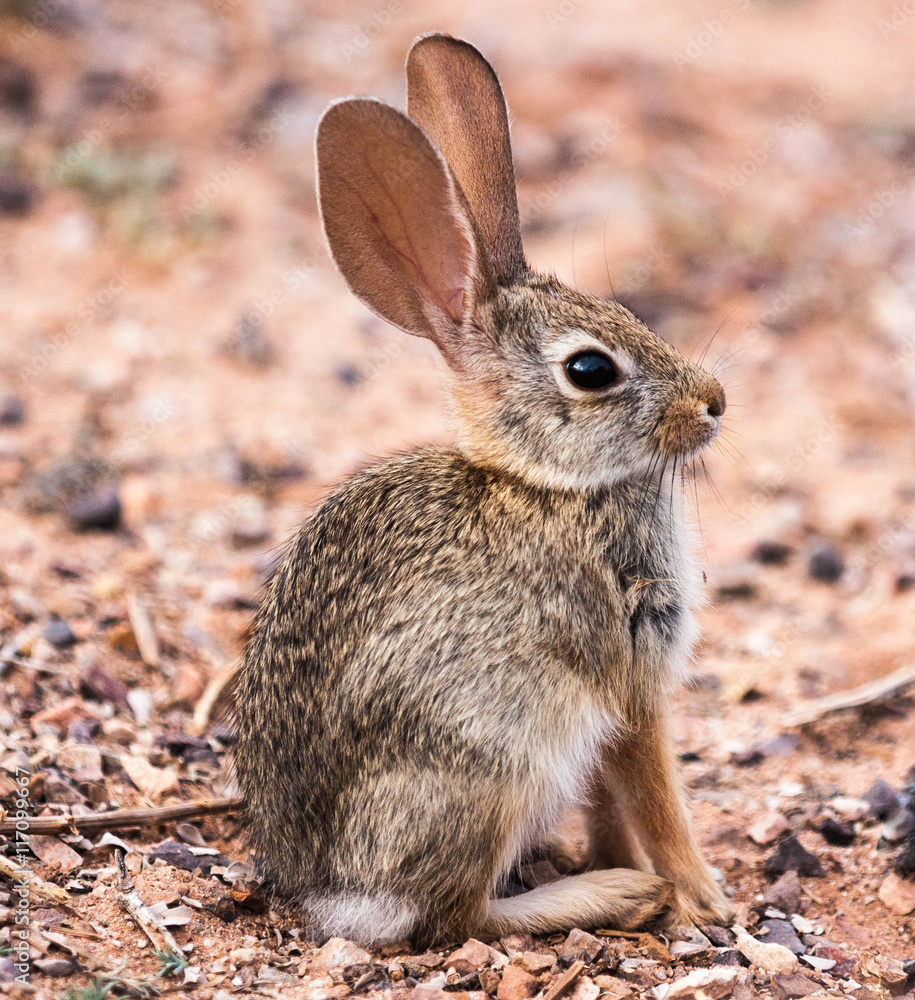 Fototapeta premium Wild baby cottontail rabbit