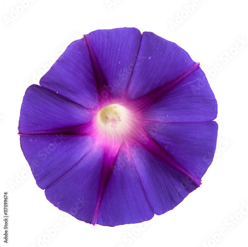 morning glory flowers on isolated on white background © toomler