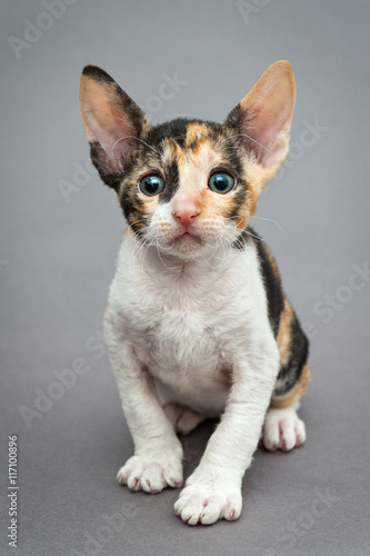 Small kitten Cornish Rex