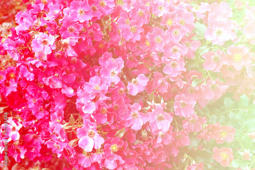 Background magnificent shrub roses Background magnificent shrub roses