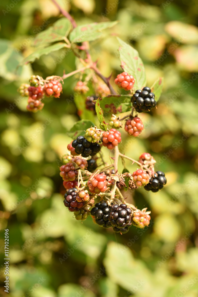 Fresh blackbarries with green background Fresh blackbarries with green background