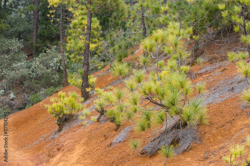 Forest of Pinus canariensis. Pine tree in Tenerife, road Pinolere to Teide photo