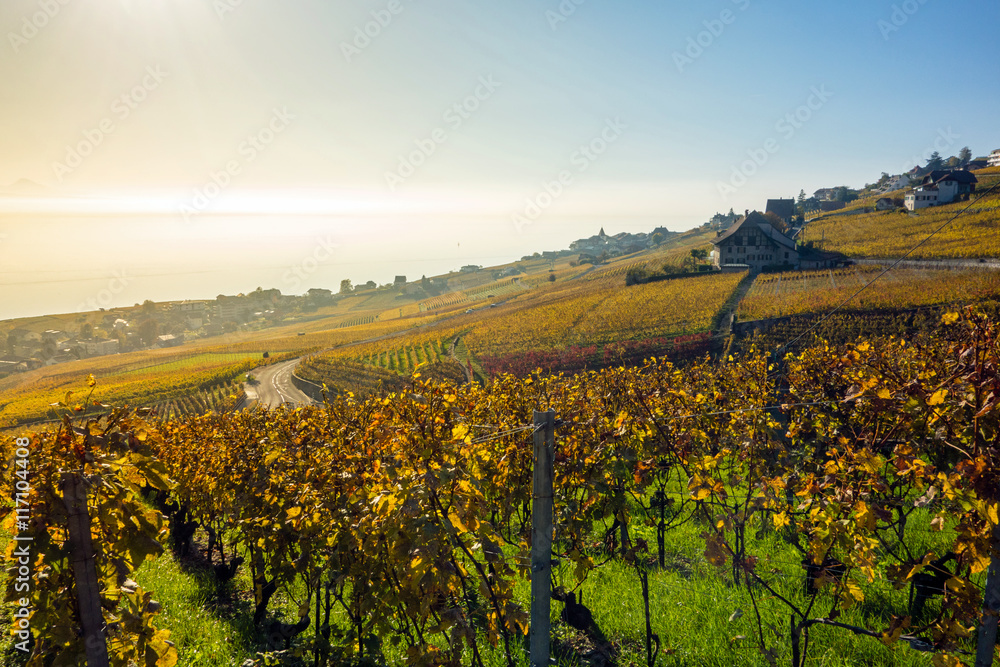 Lavaux, Weinanbau am Genfersee, Schweiz