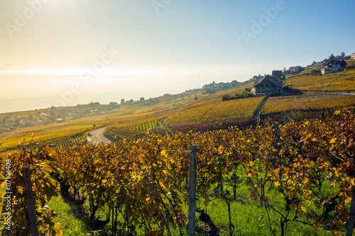 Lavaux  Weinanbau am Genfersee  Schweiz