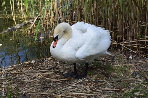 Swan near the lake 