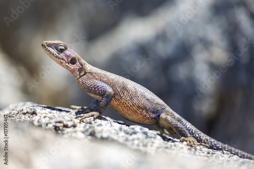 Gecko standing on a rock in Africa photo