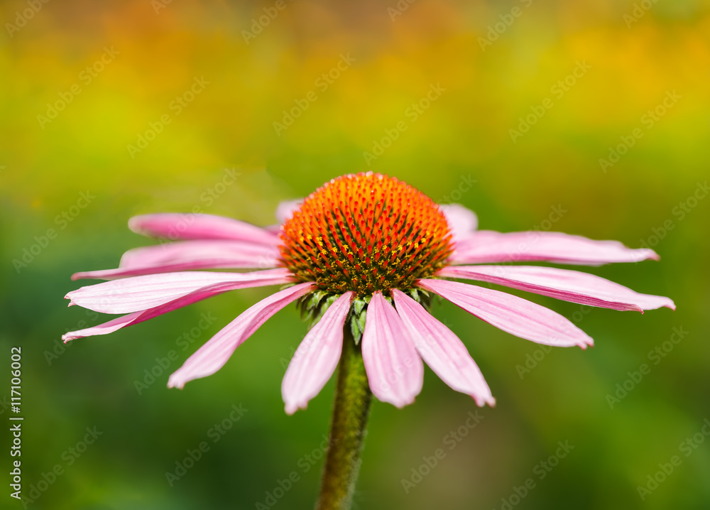 Echinacea flower on an abstract colored background Echinacea flower on an abstract colored background