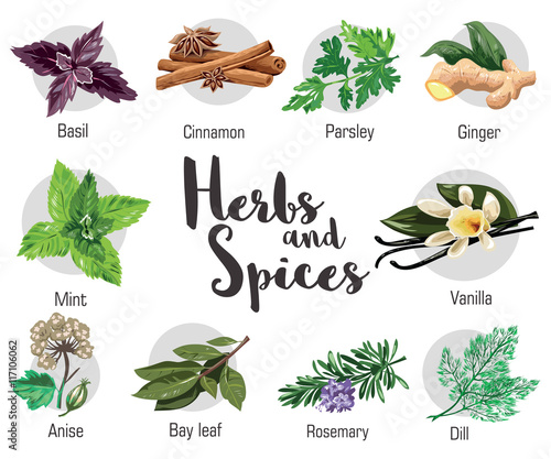 Herbs, condiment and spices with parsley, mint, rosemary, red basil, dill, anise, cinnamon, ginger, bay leaf, vanilla.