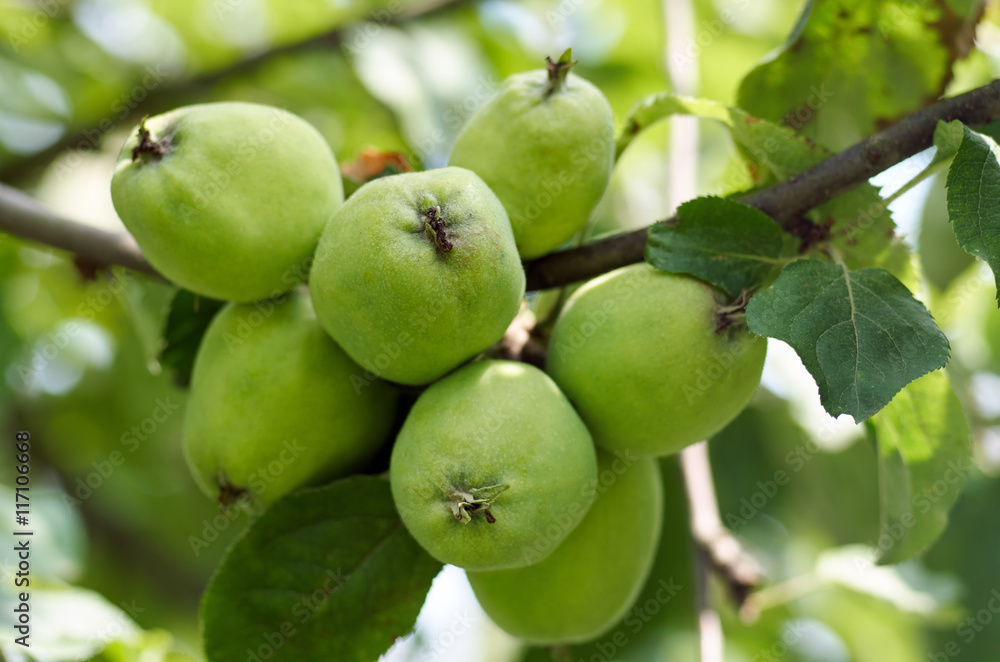Apples growing on tree in garden.Apples on a branch/Green apples grow on apple tree branch with leaves under sunlight close-up. Ripe apples on the tree in nature Apples growing on tree in garden.Apples on a branch/Green apples grow on apple tree branch with leaves under sunlight close-up. Ripe apples on the tree in nature