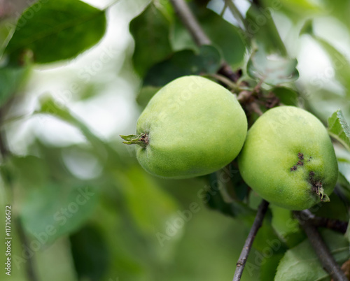 Apple growing on tree in garden.Apples on a branch/Green apples grow on apple tree branch with leaves under sunlight close-up. Ripe apples on the tree in nature