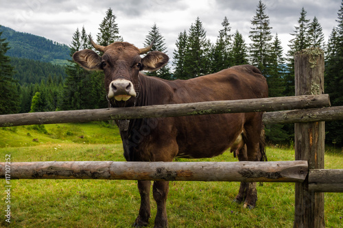 Brown cow in fence at the carpathian mountains.