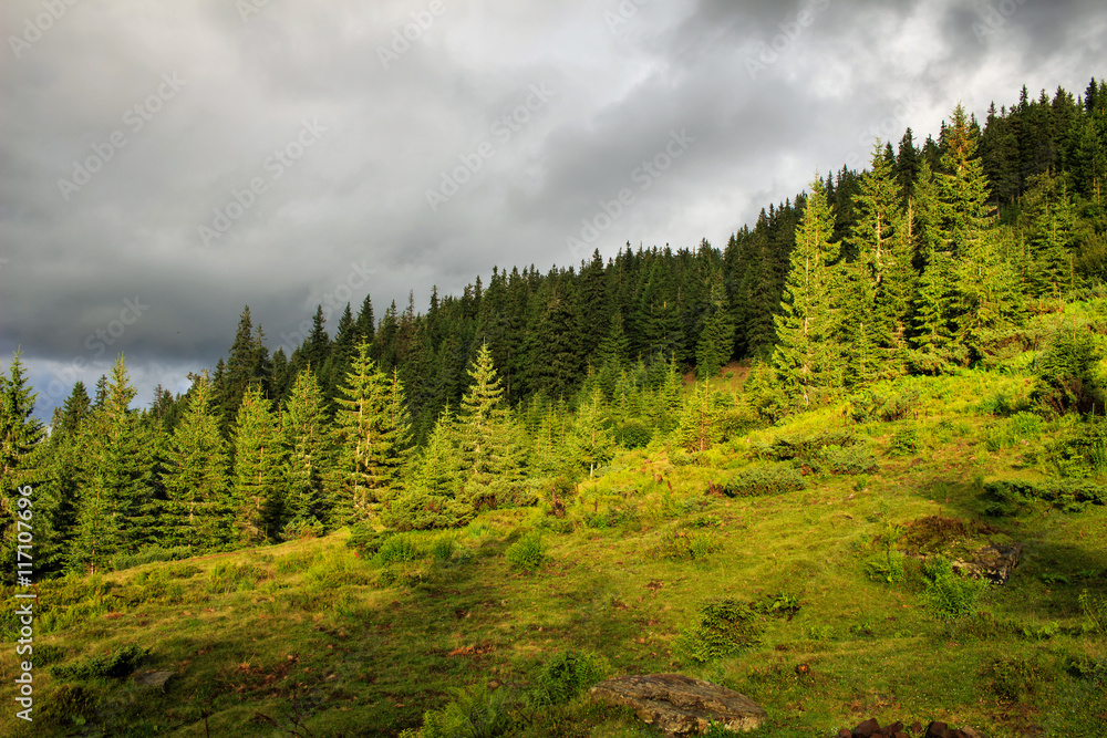 Cloudy summer Carpathian mountains landscape. pine forest, Ukraine, Europe.