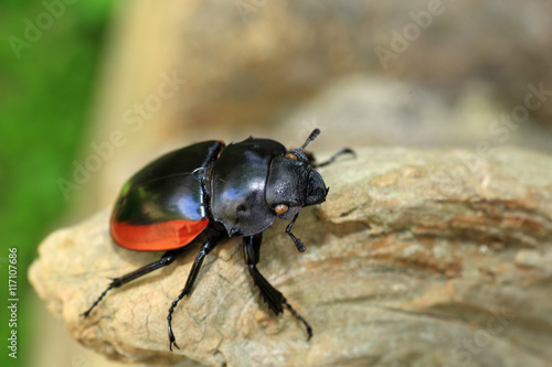 Odontolabis gazella beetle female in South Vietnam